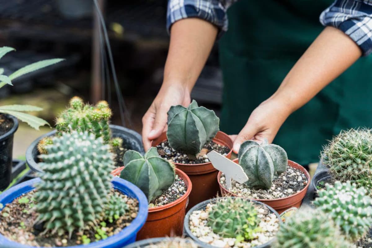 Tips Merawat Kaktus, Tanaman Berduri yang Tahan Banting
